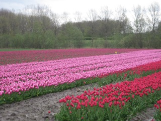 2016 bloembollen
